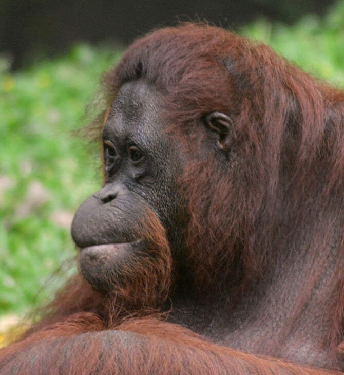 ΟΥΡΑΚΟΤΑΓΚΟΣ ΙΝΔΟΝΗΣΙΑ
