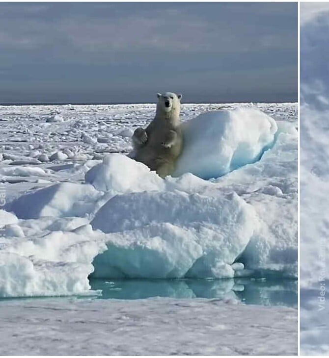 National Geographic: Viral στα social media πολική αρκούδα που παίζει με το χιόνι