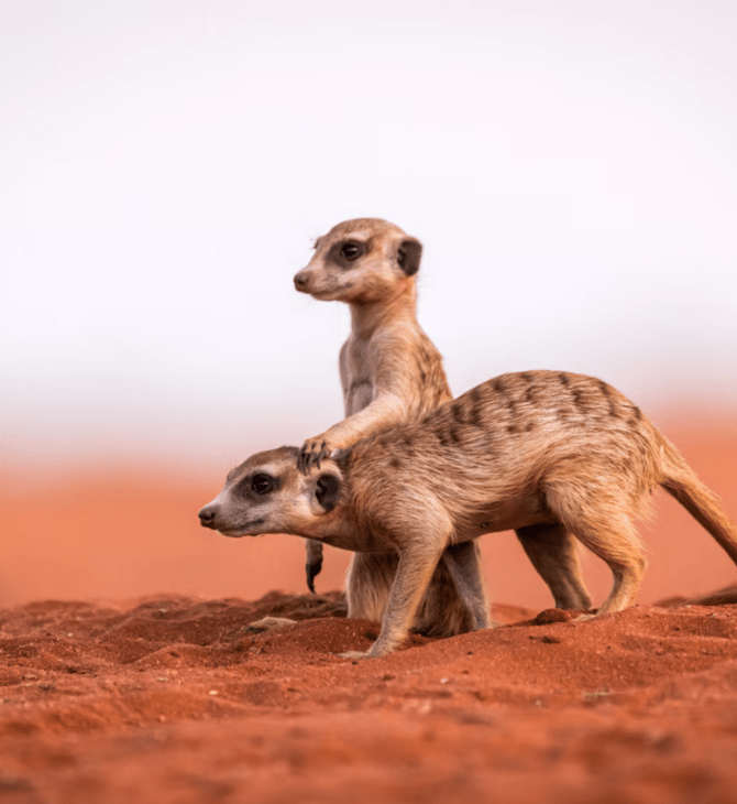  Πόσο μονογαμικοί είναι οι άνθρωποι σε σχέση με τα υπόλοιπα θηλαστικά; 