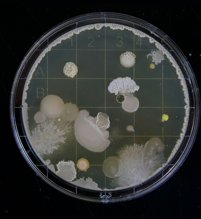 ΒΑΚΤΗΡΙΑ AI ΤΕΧΝΗΤΗ ΝΟΗΜΟΣΥΝΗ