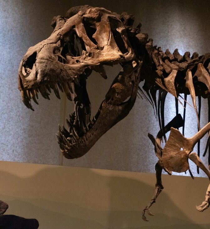 ΒΟΛΙΒΙΑ ΤΥΡΑΝΝΟΣΑΥΡΟΣ ΡΕΞ ΔΕΙΝΟΣΑΥΡΟΣ