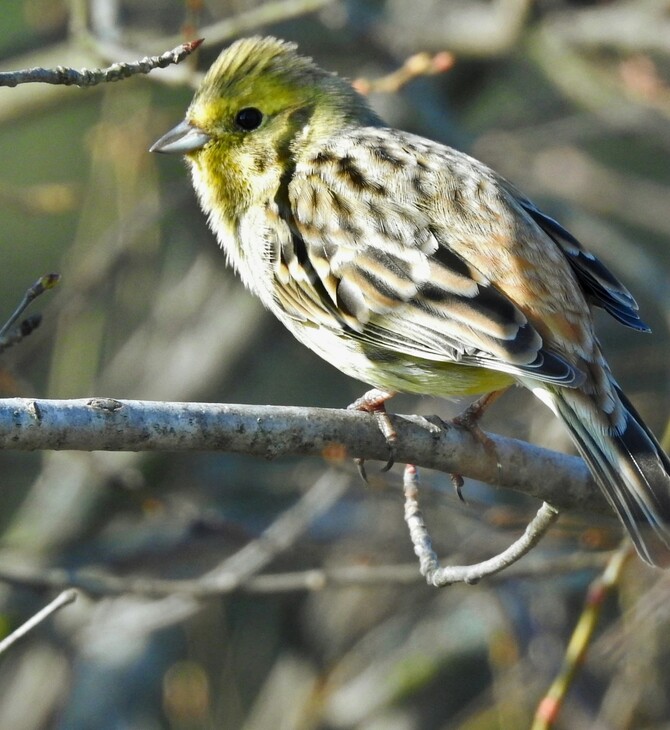 WWF ΠΤΗΝΑ ΛΟΥΓΑΡΟ