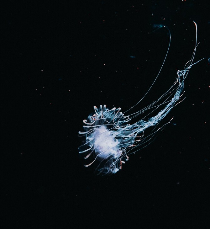 ΣΚ / Οι δοκιμές εξόρυξης στα βάθη των ωκεανών απειλούν πάνω από το ένα τρίτο των ζώων του βυθού