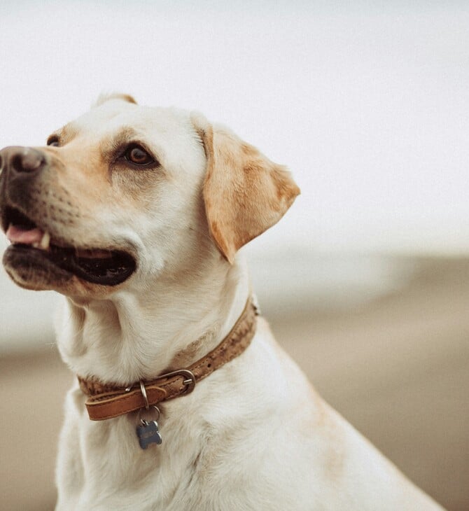 Θεσσαλονίκη: Ελεύθερος ο 90χρονος που έθαψε σκύλο ζωντανό - «Νόμιζα ότι είχε πεθάνει»