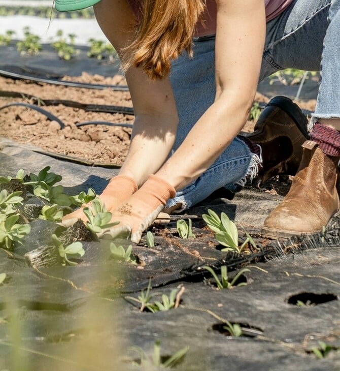 ΛΑΜΙΑ ΑΓΡΟΤΙΣΣΑ ΣΥΛΛΗΨΗ