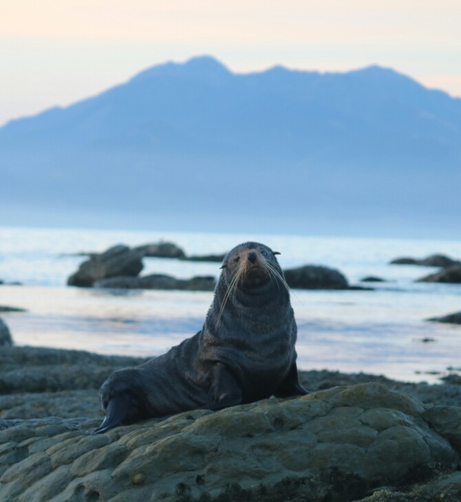 ΑΝΑΒΥΣΣΟΣ ΜΕΣΟΓΕΙΑΚΗ ΦΩΚΙΑ ΜΑΥΡΟ ΛΙΘΑΡΙ
