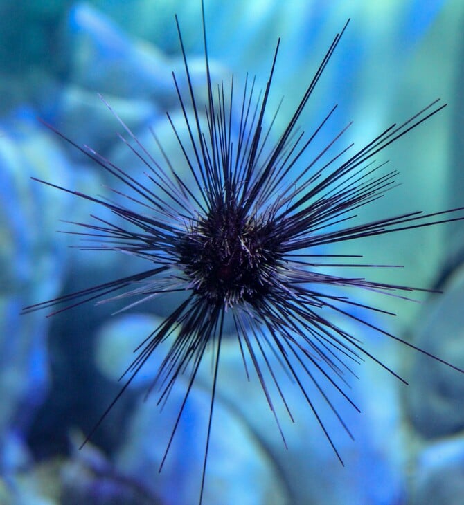 Αχινός Πανδημία Εξαφάνιση