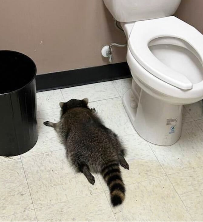 Το «μεθυσμένο ρακούν» της Βιρτζίνια ύποπτο για διάρρηξη σε σχολή καράτε