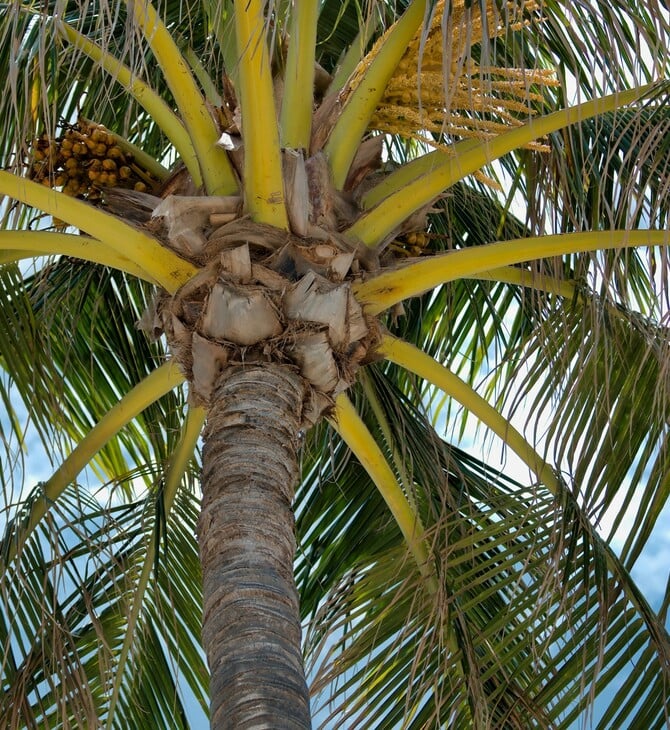 ΡΙΟ ΝΤΕ ΤΖΑΝΕΙΡΟ ΒΡΑΖΙΛΙΑ ΦΟΙΝΙΚΑΣ