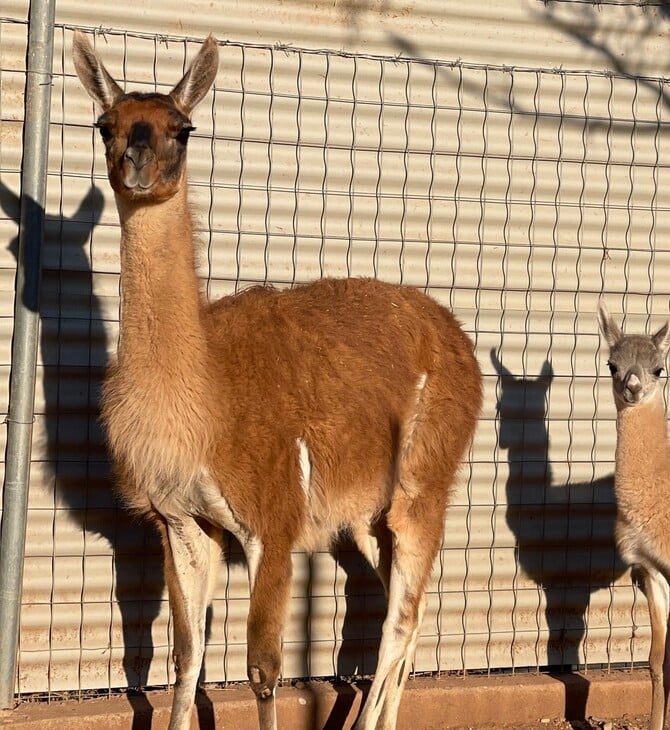 ΚΑΛΑΒΡΥΤΑ ΖΩΟΛΟΓΙΚΟΣ ΚΗΠΟΣ