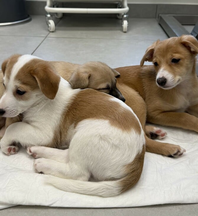 Νέο κουταβάκι ή γατάκι; Οδηγός για «Νέους Γονείς» που θέλουν να κάνουν ένα σωστό και ισορροπημένο ξεκίνημα