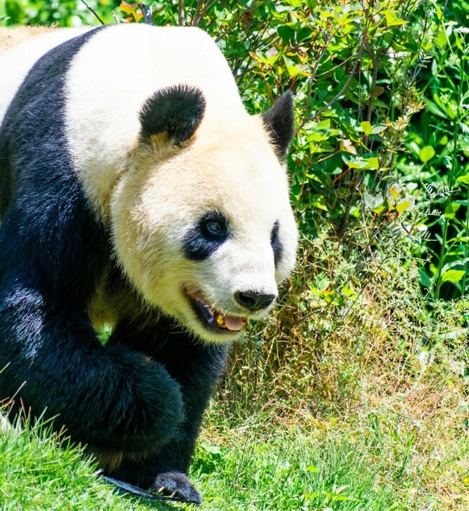 ΙΑΠΩΝΙΑ ΚΙΝΑ ΠΑΝΤΑ