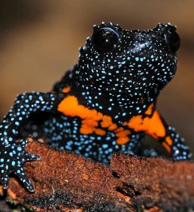 Σπάνιο είδος «γαλαξιακών βατράχων» θανατώνεται εξαιτίας φωτογράφων