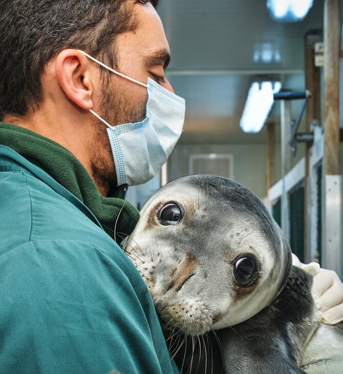 «Ελληνική τραγωδία»: Οι φώκιες Monachus monachus κρύβονται σε σπηλιές για να γλιτώσουν από τον τουρισμό