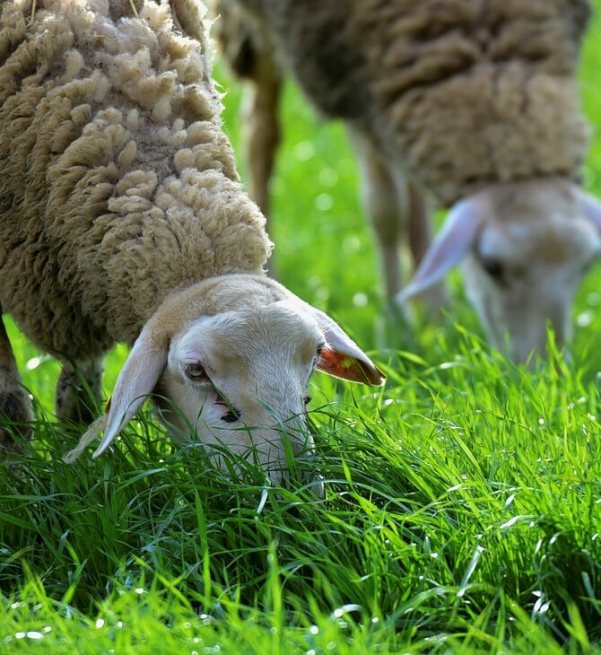 ΟΠΕΚΕΠΕ: Έκτακτοι έλεγχοι στα Ιωάννινα μετά από καταγγελία