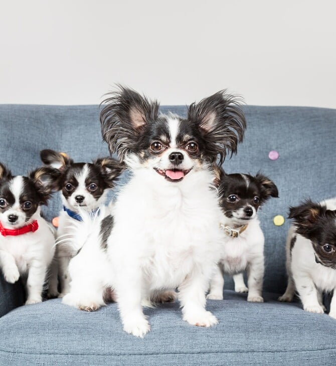 Εσείς θα κλωνοποιούσατε το κατοικίδιό σας; 