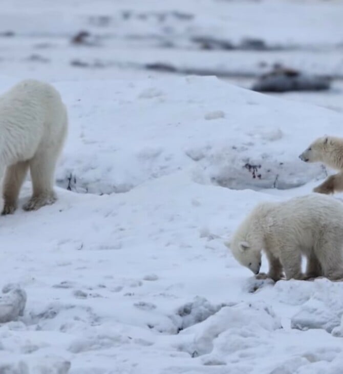 ΠΟΛΙΚΗ ΑΡΚΟΥΔΑ ΥΙΟΘΕΣΙΑ ΑΡΚΟΥΔΑΚΙ