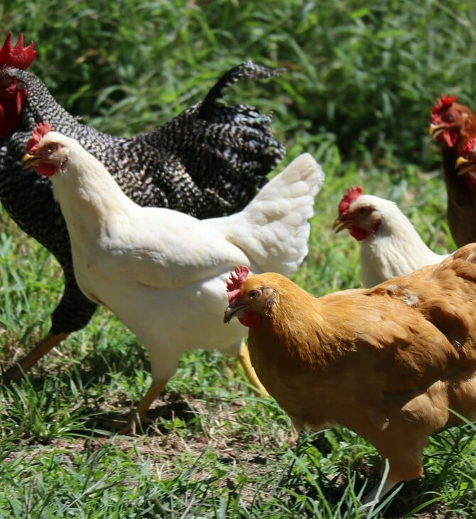 ΓΡΙΠΗ ΤΩΝ ΠΤΗΝΩΝ ΚΟΤΕΣ