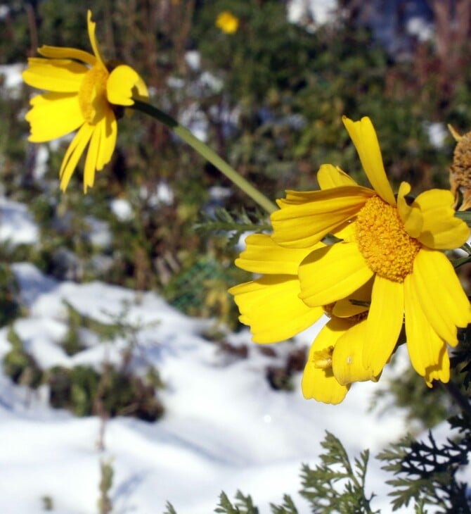 Καιρός: Κρύο και παγετός κατά τόπους - Πού καταγράφονται οι χαμηλότερες θερμοκρασίες
