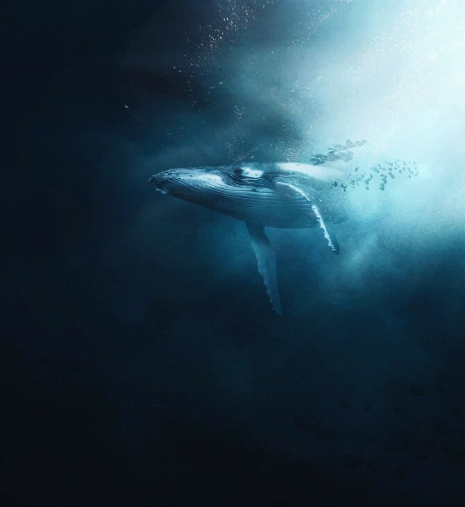 ΣΚ / Εντοπίστηκε θανατηφόρος ιός στην αναπνοή των φαλαινών της Αρκτικής