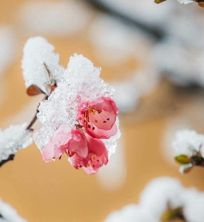 ΚΑΙΡΟΣ ΧΡΙΣΤΟΥΓΕΝΝΑ ΠΡΩΤΟΧΡΟΝΙΑ ΤΣΑΤΡΑΦΥΛΛΙΑΣ