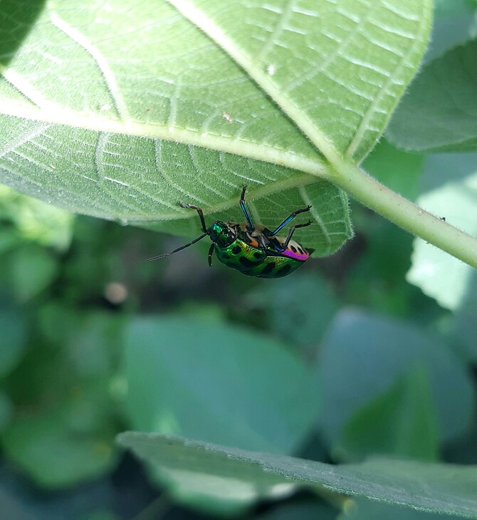 Τα παράσιτα των καλλιεργειών και οι απώλειες τροφίμων επιδεινώνονται από την κλιματική κρίση