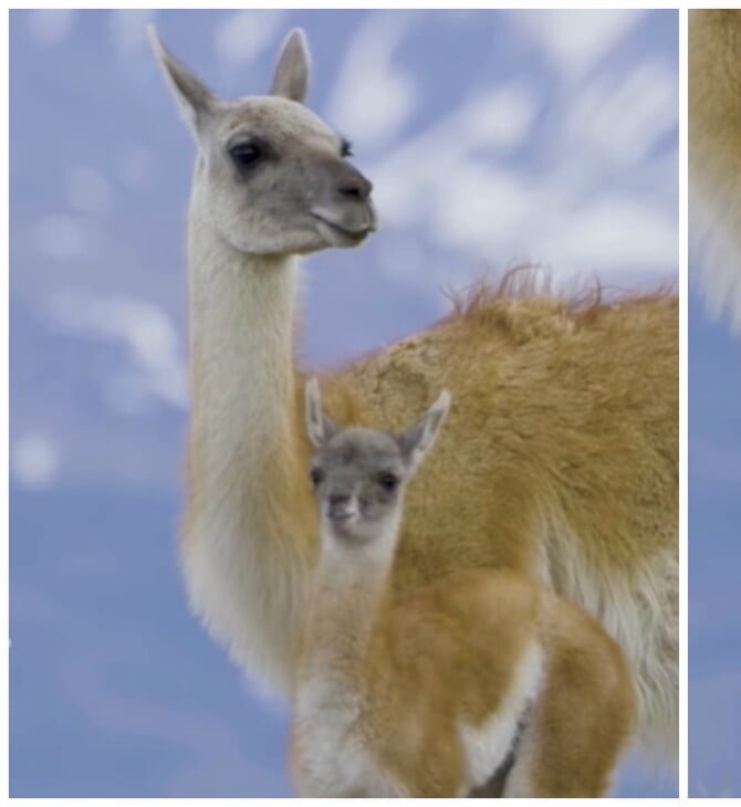 Θηλυκό γκουανάκο καταγράφηκε να περιμένει το μικρό της που προσπαθεί να την προλάβει