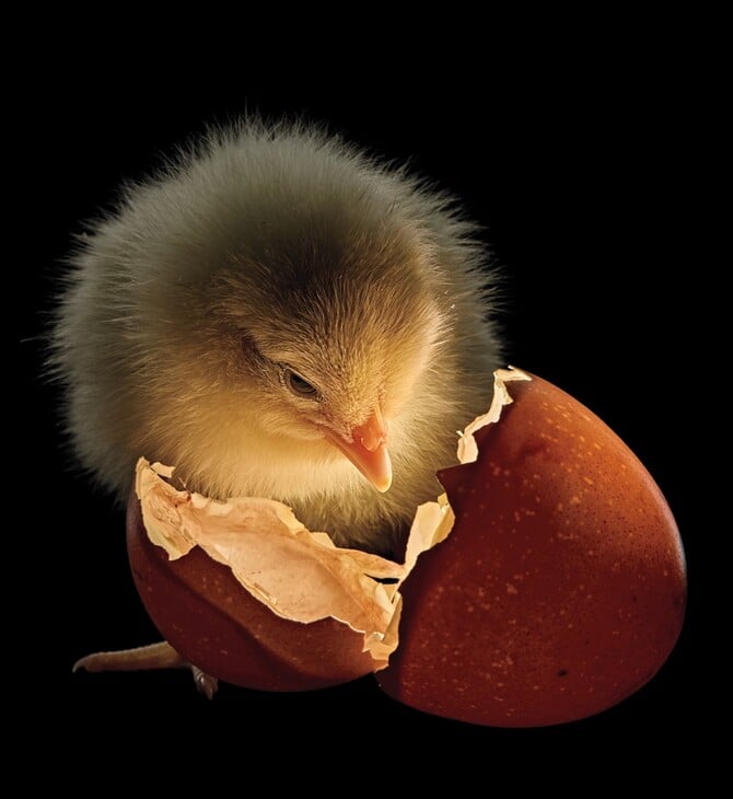 Οι καλύτερες φωτογραφίες του National Geographic για το 2025