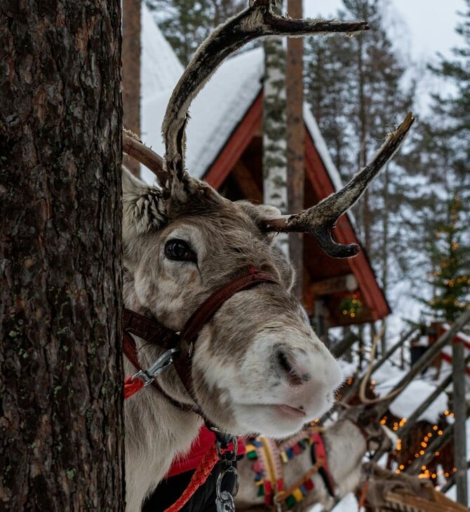 ΤΑΡΑΝΔΟΙ ΦΙΝΛΑΝΔΙΑ ΛΥΚΟΙ
