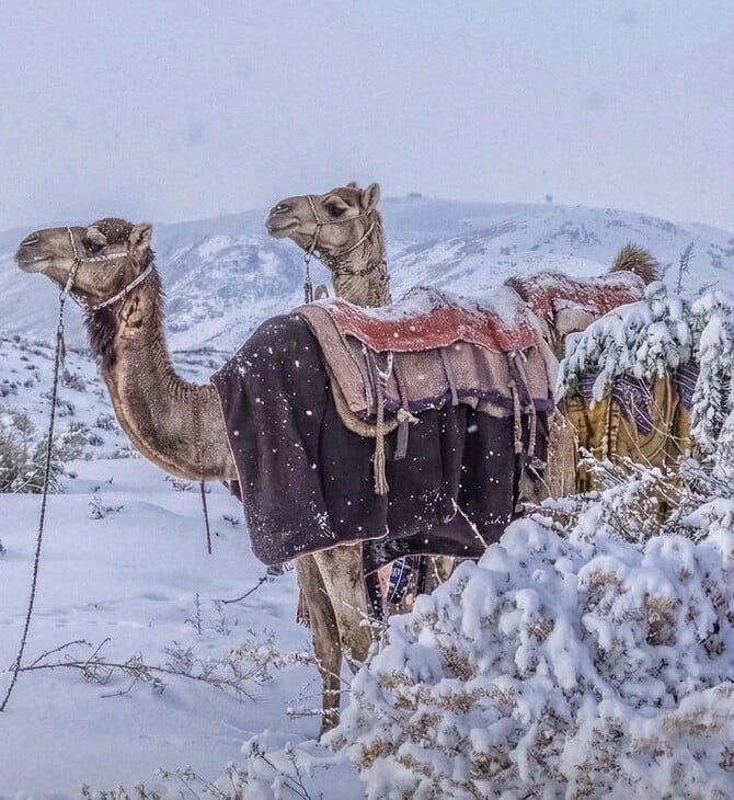 Σαουδική Αραβία: 