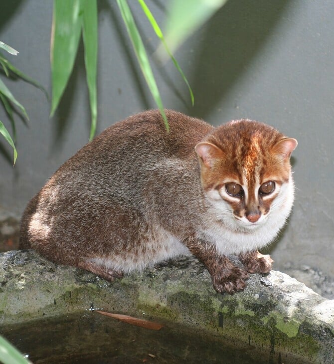 ΑΓΡΙΟΓΑΤΑ ΑΠΕΙΛΟΥΜΕΝΟ ΕΙΔΟΣ ΤΑΙΛΑΝΔΗ