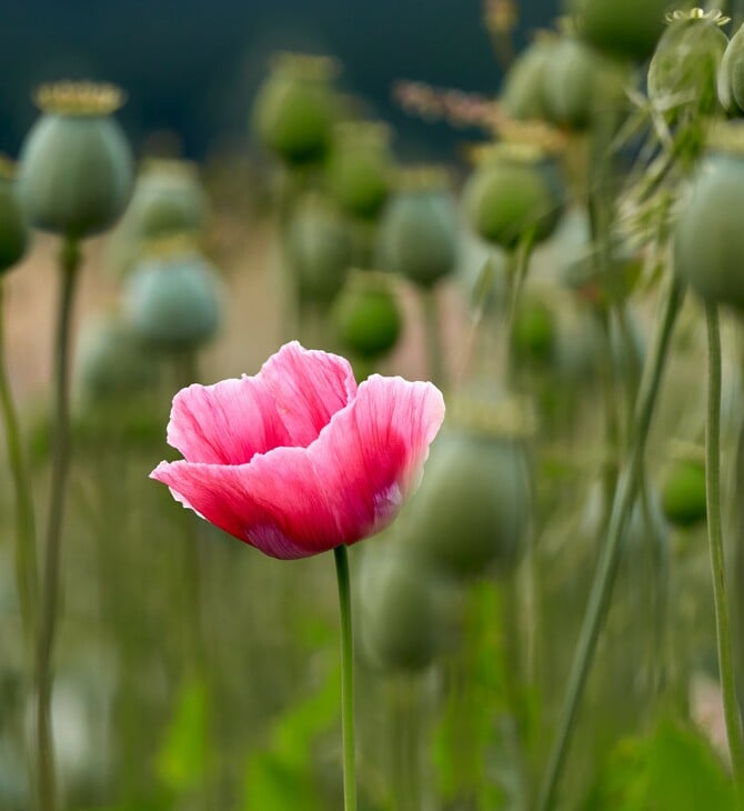 Αφγανιστάν: Σημαντικές απώλειες για τους αγρότες μετά την απαγόρευση καλλιέργειας παπαρούνας από τους Ταλιμπάν