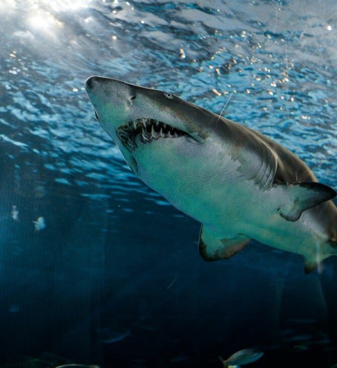 ΜΕΓΑΛΟΣ ΛΕΥΚΟΣ ΚΑΡΧΑΡΙΑΣ ΜΕΣΟΓΕΙΟΣ ΕΞΑΦΑΝΙΣΗ