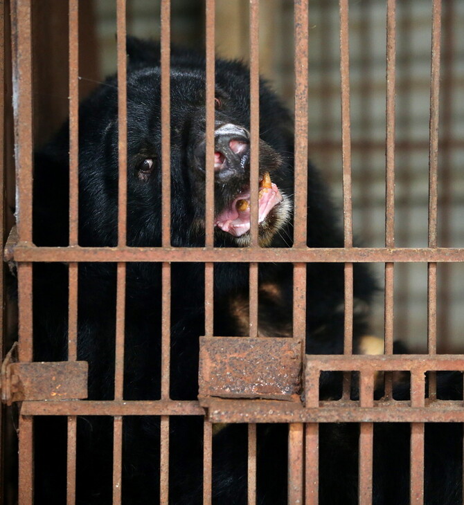 Νότια Κορέα: Τέλος στην εκτροφή αρκούδων για χολή, έπειτα από χρόνια αντιδράσεων