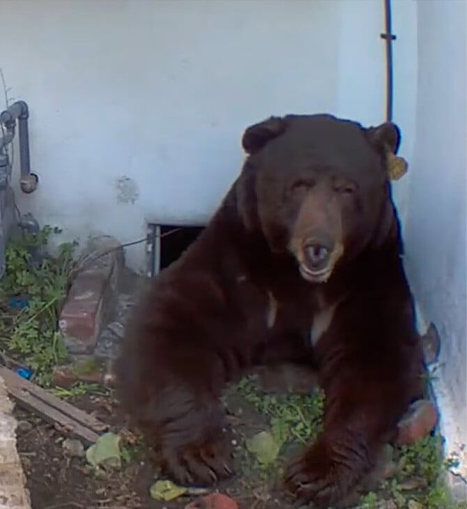 «Ακούγεται σαν δράκος»: Mαύρη αρκούδα έχει εγκατασταθεί κάτω από σπίτι στην Καλιφόρνια
