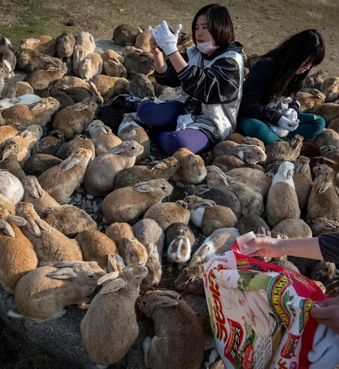 Πώς ένα άδειο νησί στην Ιαπωνία γέμισε με κουνέλια - Η σκοτεινή ιστορία του