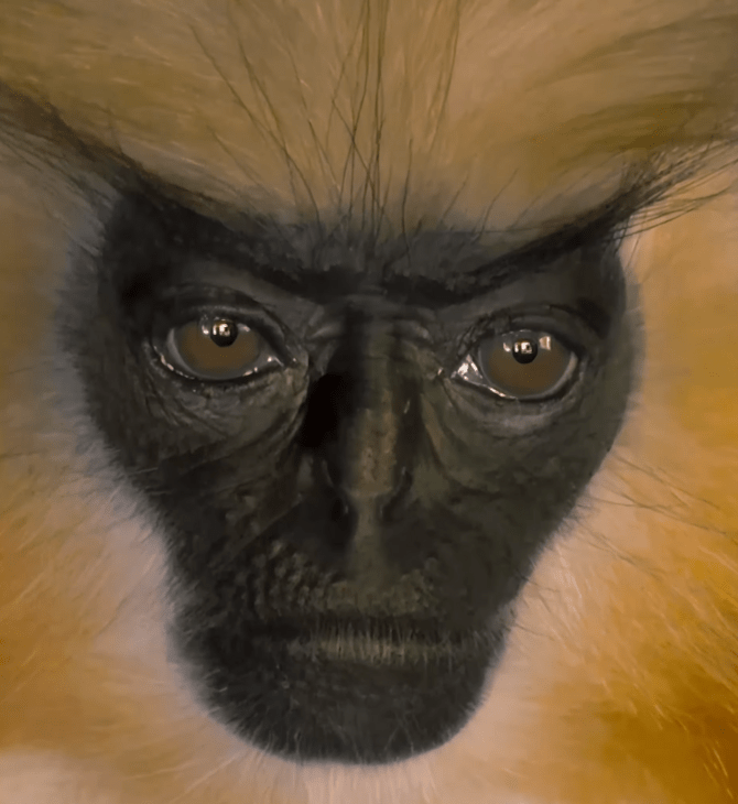 ΣΠΑΝΙΟ ΕΙΔΟΣ ΜΑΙΜΟΥ 