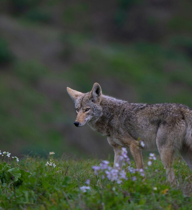 ΚΟΓΙΟΤ ΕΡΕΥΝΑ ΠΕΝΘΟΣ ΣΥΝΤΡΟΦΟΣ