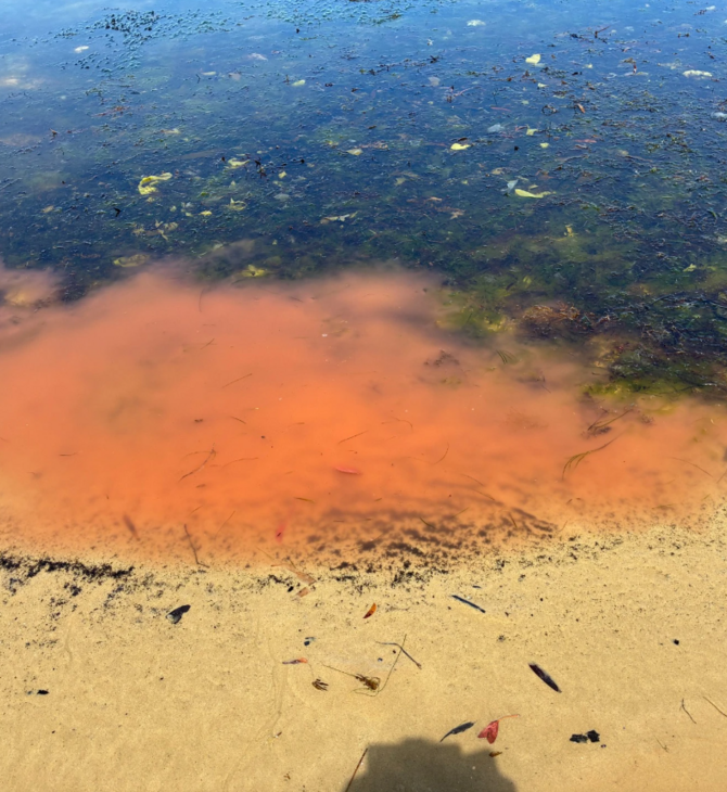 Ροζ γλίτσα σε παραλία της Τασμανίας προκαλεί ανησυχία 