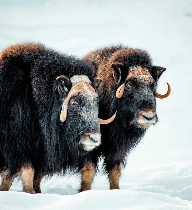ΛΥΚΟΙ ΒΟΔΙΑ ΕΠΙΘΕΣΗ