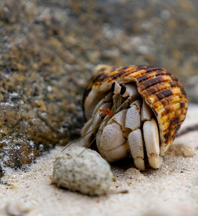 ΚΑΒΟΥΡΑΣ ΜΙΚΡΟΠΛΑΣΤΙΚΑ ΕΡΕΥΝΑ