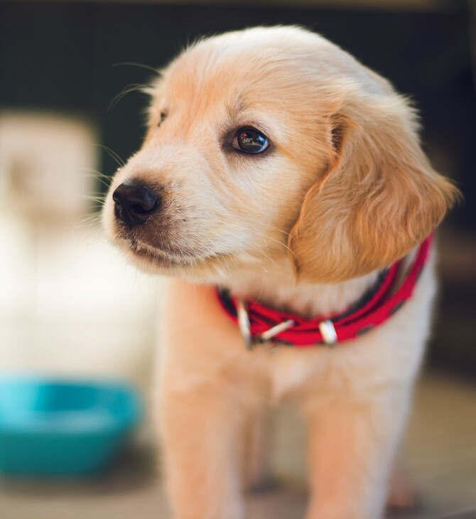 ΡΕΘΥΜΝΟ ΚΟΥΤΑΒΙΑ ΝΕΚΡΑ