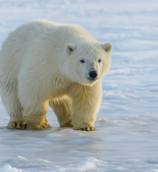 Ρωσία: Σπάνια επίθεση πολικής αρκούδας σε οικογένεια