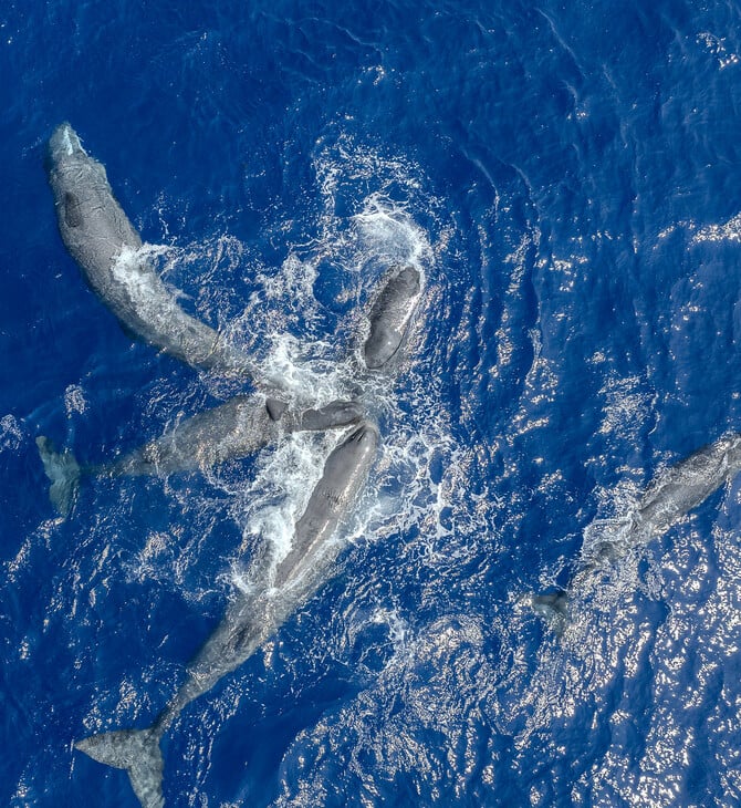 30x30: Μια παγκόσμια πρωτοβουλία που προστατεύει τις ελληνικές θάλασσες 