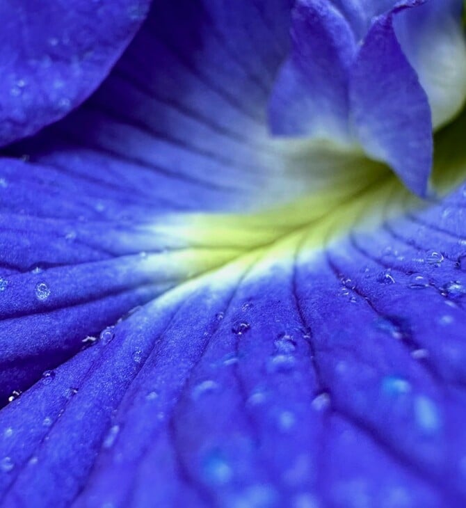 ΣΚ - Πώς ένα μπλε λουλούδι αλλάζει το μέλλον των αγροτών στην Ινδία