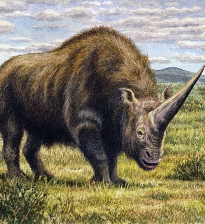 Γεύμα λύκου που διατηρήθηκε στη Σιβηρία επί 14.400 χρόνια ρίχνει «φως» στον μάλλινο ρινόκερο