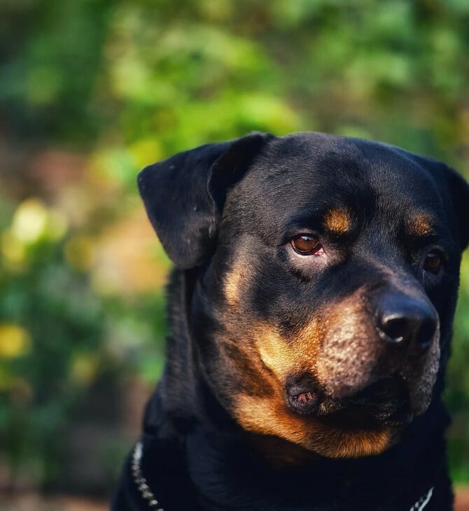 ΜΕΛΕΤΗ ΣΚΥΛΟΤΡΟΦΗ