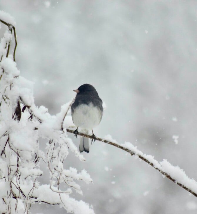 ΚΑΙΡΟΣ ΧΙΟΝΙΑ ΜΑΡΟΥΣΑΚΗΣ