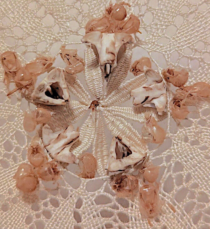 Άλκηστις Μαυροκεφάλου: Fivefold