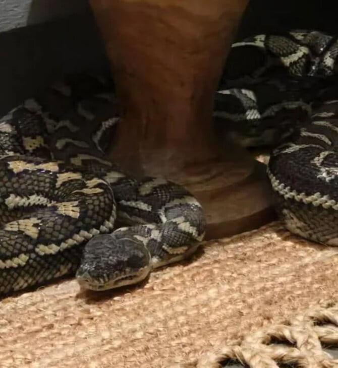 ΦΙΔΙ ΑΥΣΤΡΑΛΙΑ ΠΥΘΩΝΑΣ